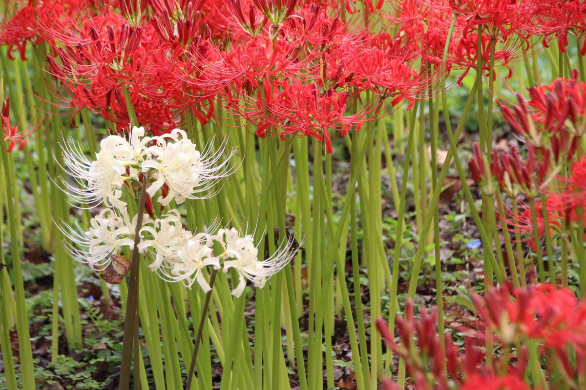 Lieky_Photo's tweet photo. また来年✨️

#写真好きな人と繋がりたい
#写真撮ってる人と繋がりたい
#ファインダー越しの私の世界
#彼岸花 #常楽寺 https://t.co/Ee5ruaZxQ4