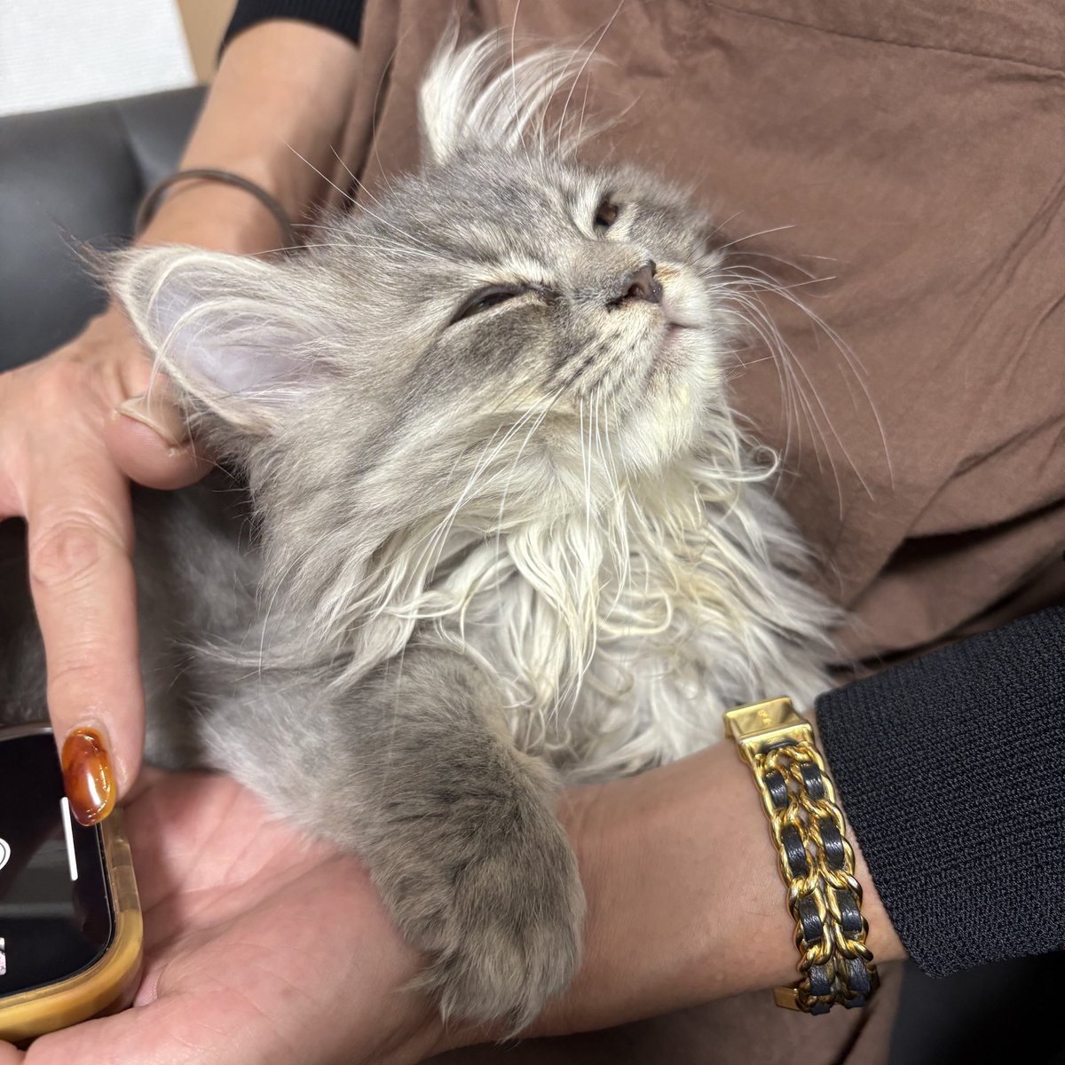 Berrie【ベリエ】🐾サイベリアン tweet media