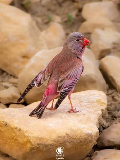 صورت  طائر الزمير الوردي. ويسمونه عصفور الصحراء  كذالك صورت طائر البواح  بلبل الشعير  في الثمامة. الطوقي  كنت نادر جدا  اشاهده وبعد الحماية في محمية الملك عبدالعزيز الملكية     youtu.be/iSvZCNfsq8M?si… #الإعلام_البيئي_ضرورة_لاترف