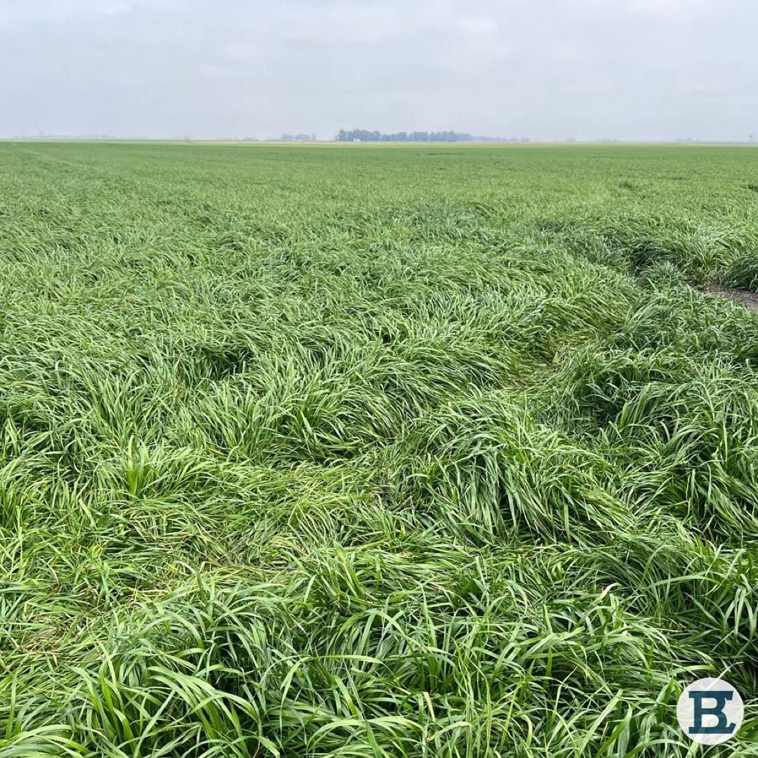 Cultivo de ray grass 🌾 para cosecha sembrado el 15/05/25 en La Dolores