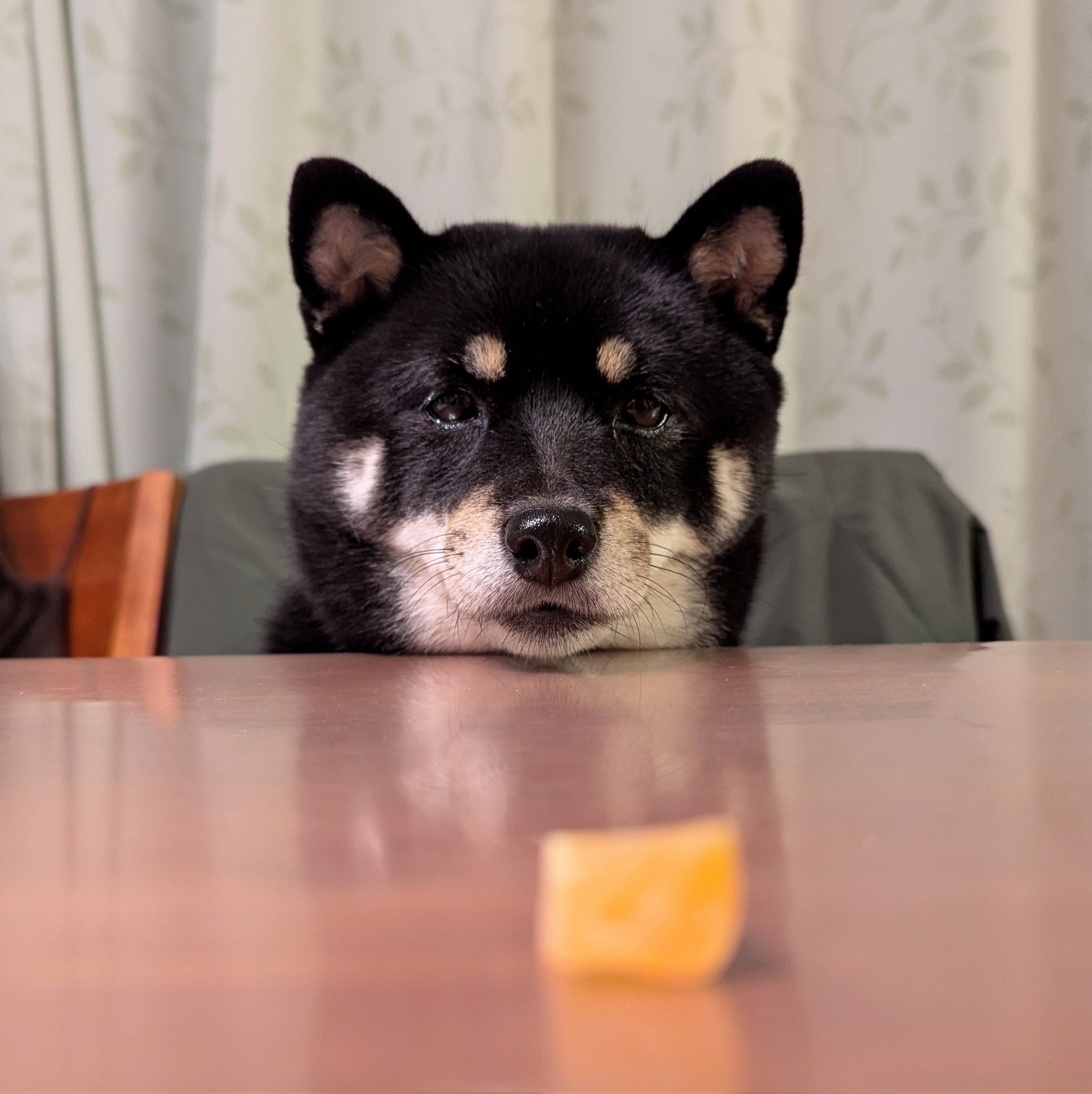 ♡まめしば♡ つい5分前に出したばかりのおニューの積み木🤷‍♀️ 🐶4歳5ヶ月