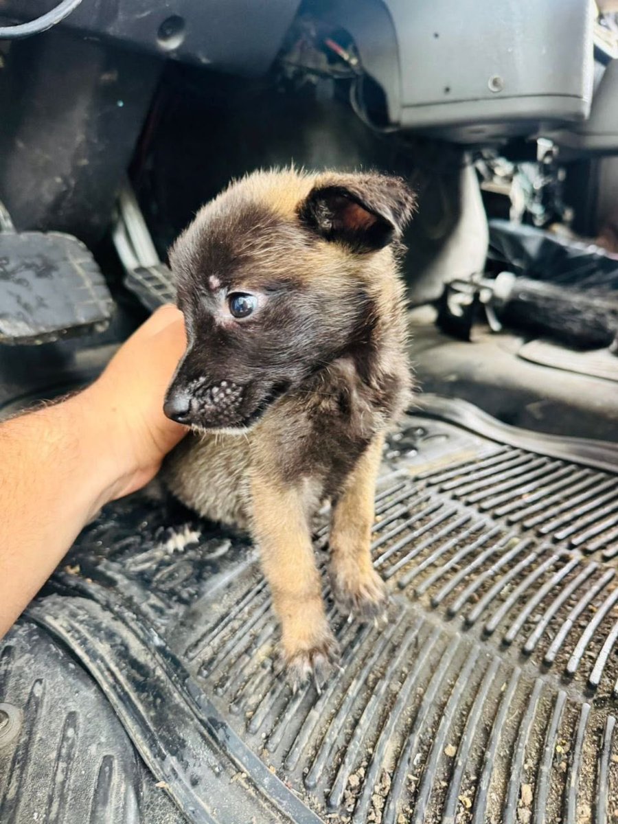 🐾 Rescatan seis cachorros abandonados en Guadalajara 🐾

👉 Personal de limpieza encontró a seis perritos en una caja y entre la basura en la colonia Santa Elena.

👉 Los cachorros, de apenas dos meses, presentan desnutrición, diarrea, sarna, parásitos y pulgas, por lo que su
