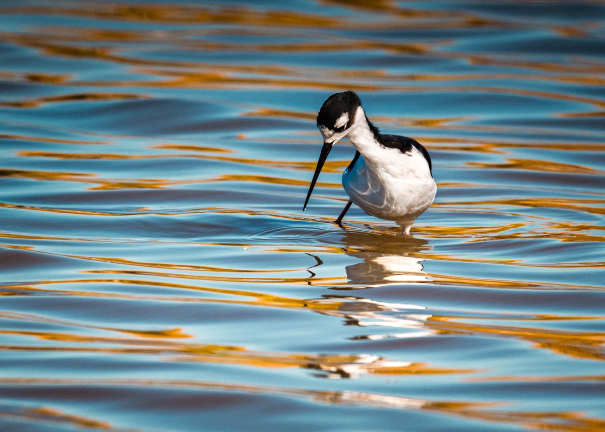 hbvMichael's tweet photo. Black Necked Stilt #birds #nature #wildlife https://t.co/mvKLitIq5g