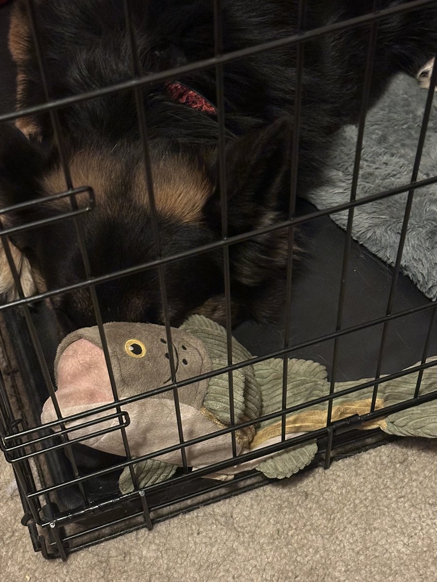 KowalBryan's tweet image. Day 62 of heart worm treatment - finally more than halfway through the count! #gsd #fostertoadopt