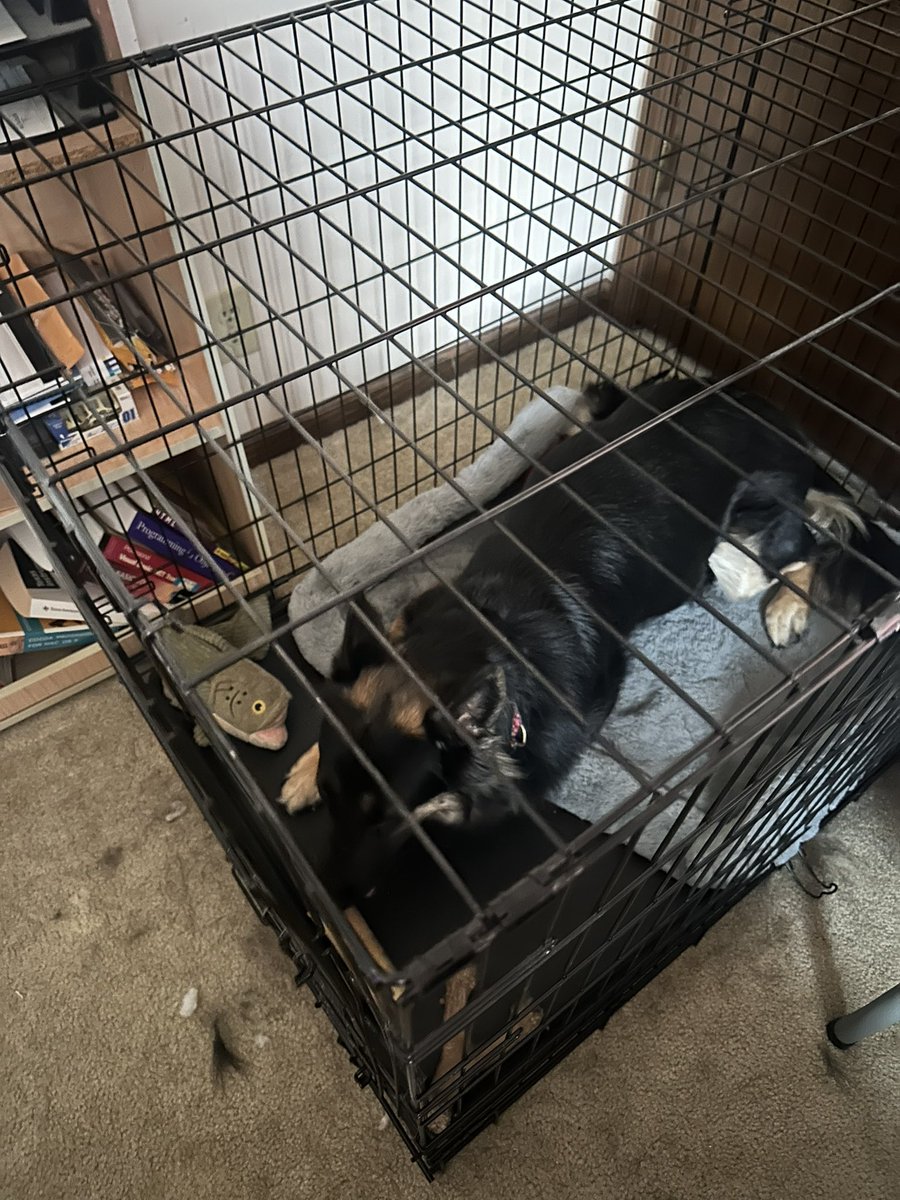 KowalBryan's tweet image. Day 62 of heart worm treatment - finally more than halfway through the count! #gsd #fostertoadopt