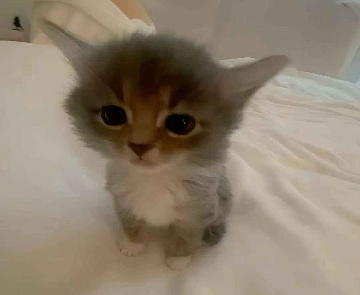 𐔌💢 ᯓ 𝓣𝑯𝑬 𝑼𝑳𝑻𝑰𝑴𝑨𝑻𝑬 𝑳𝑰𝑭𝑬𝑭𝑶𝑹𝑴 . tweet media