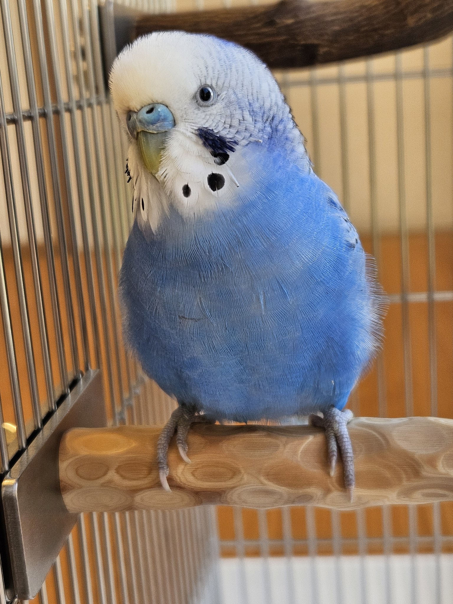 あおちゃんさま確認ページ♡ あおちゃん♡