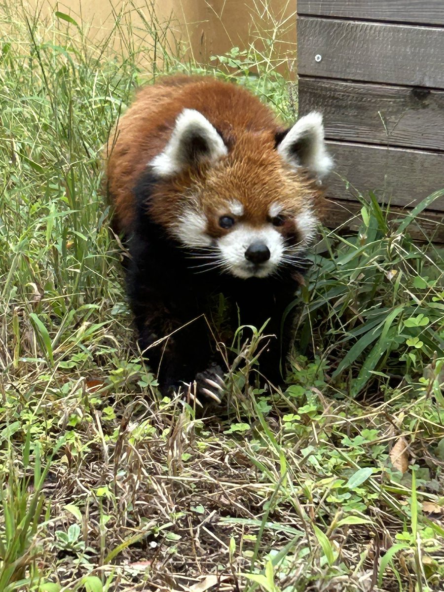 入園入学パンダのセットレッド(特別価格です) パンダの赤ちゃん（楓浜）】脱力系パンダ（279日齢） - YouTube