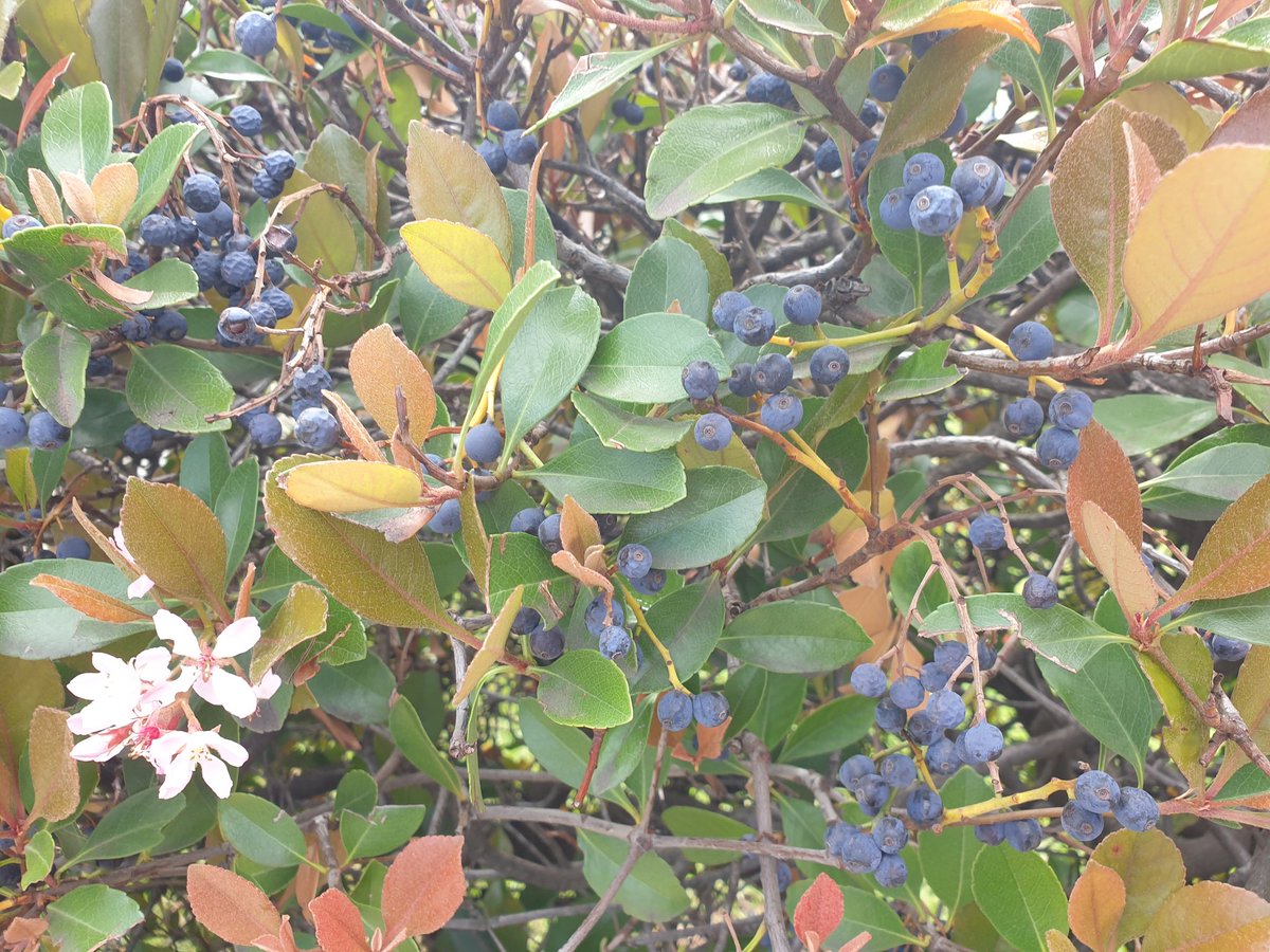 heltweet's tweet image. #Wordle1564 5/6
Good morning
#Wordlers
#TalkingTuesday
Longer days, more sunshine, appropriately showery #Spring days
The end of #September
Wordle in 5
Good luck!
#Walk
#Give
#SeizeTheDay
🟩⬜⬜⬜⬜🕊
🟩⬜⬜⬜🟩🌱
🟩⬜⬜⬜🟨☮
🟩🟩⬜🟩🟩🤞
🟩🟩🟩🟩🟩💃
Unknown shrub
Suggestions?