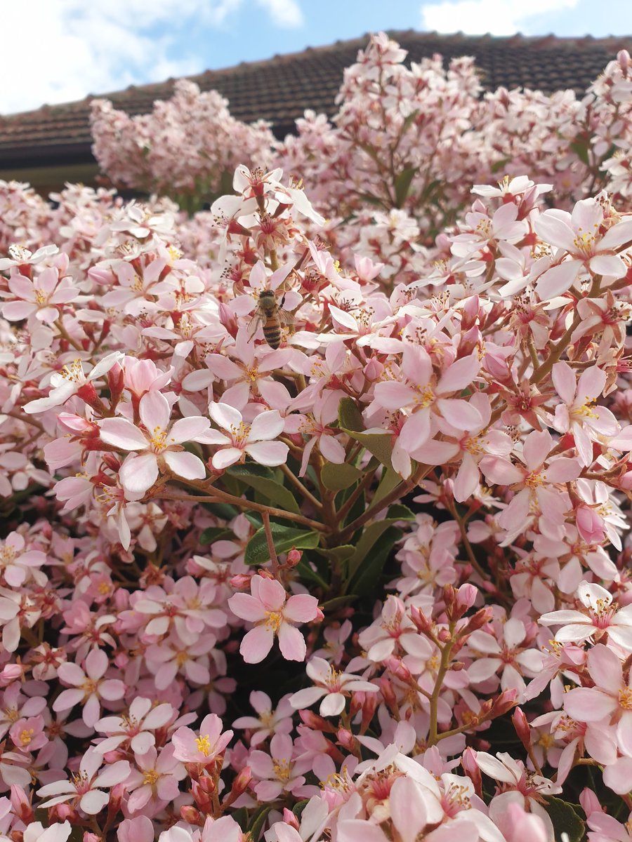 heltweet's tweet image. #Wordle1564 5/6
Good morning
#Wordlers
#TalkingTuesday
Longer days, more sunshine, appropriately showery #Spring days
The end of #September
Wordle in 5
Good luck!
#Walk
#Give
#SeizeTheDay
🟩⬜⬜⬜⬜🕊
🟩⬜⬜⬜🟩🌱
🟩⬜⬜⬜🟨☮
🟩🟩⬜🟩🟩🤞
🟩🟩🟩🟩🟩💃
Unknown shrub
Suggestions?