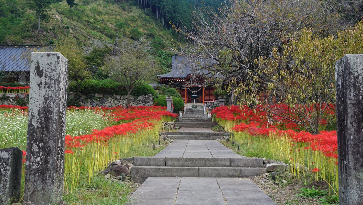 🔔NEWS ／ #常楽寺の彼岸花④ ＼ 現在満開となっています！ 心配してい
