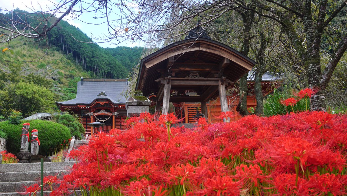 🔔NEWS ／ #常楽寺の彼岸花④ ＼ 現在満開となっています！ 心配してい