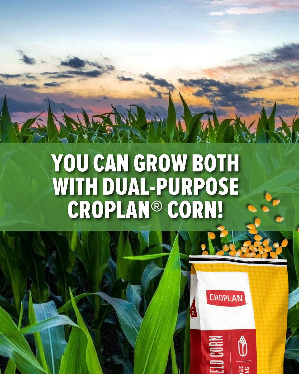 Why choose grain or silage when you can have both? 🌽 With CROPLAN® dual-purpose corn hybrids, you don’t have to pick sides.

One bag, two wins. That’s the CROPLAN difference. Visit your nearest Double Diamond Farm Supply location or visit tinyurl.com/4rjp9yn2 to learn more.