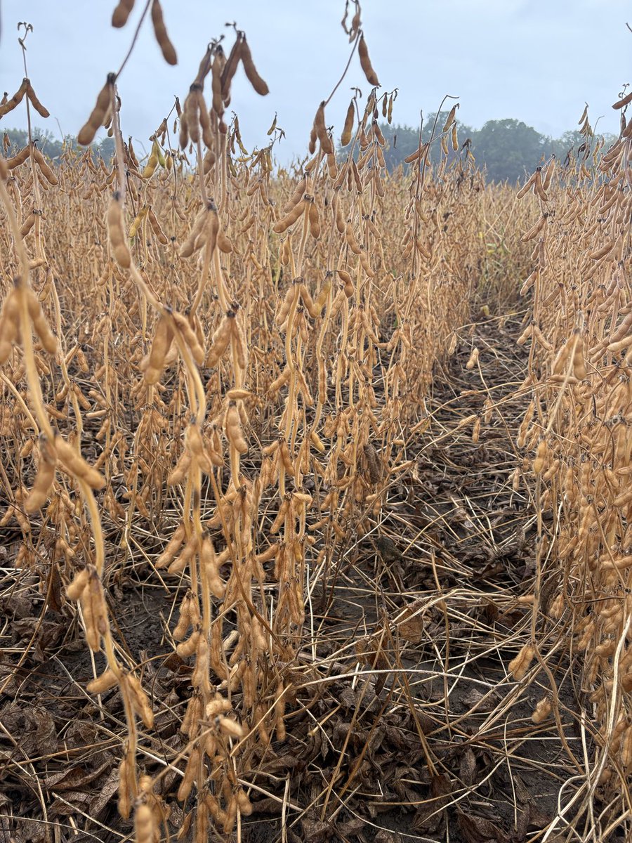 Grace Jones tweet media