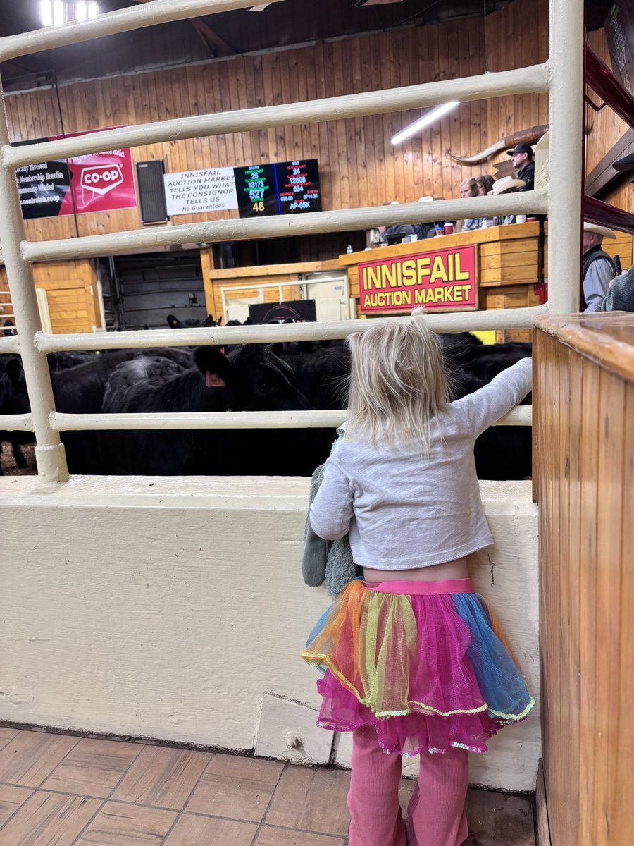 Checked out the first presale of the year at <a href="/innisfailaucti1/">@innisfailauctionmarket</a>. Pretty fun to watch calves sell 🔥🔥🔥