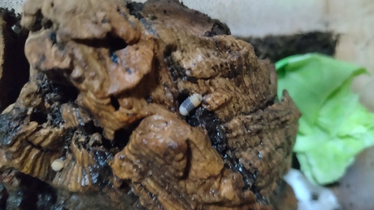 minnanomushiya's tweet image. 【初心者スタッフの飼育日記1】
生き物を飼ったことがないジャンレン（@janren_owl）が、ダンゴムシ飼育に挑戦し始めました！

みんなで、応援してあげてください！
※日々の投稿はこのアカウントに行います
#初心者歓迎 #ダンゴムシ日記
