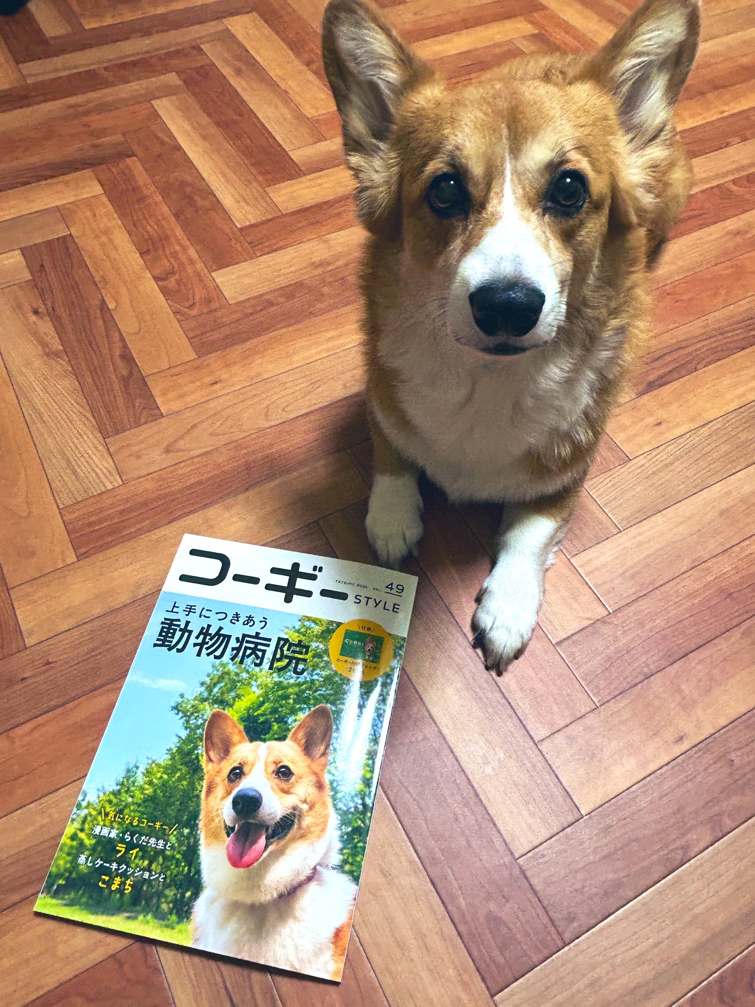 コーギーのプリント画　コーギーと妖精 コーギースタイル【公式】 (@corgistyle_2002) / X