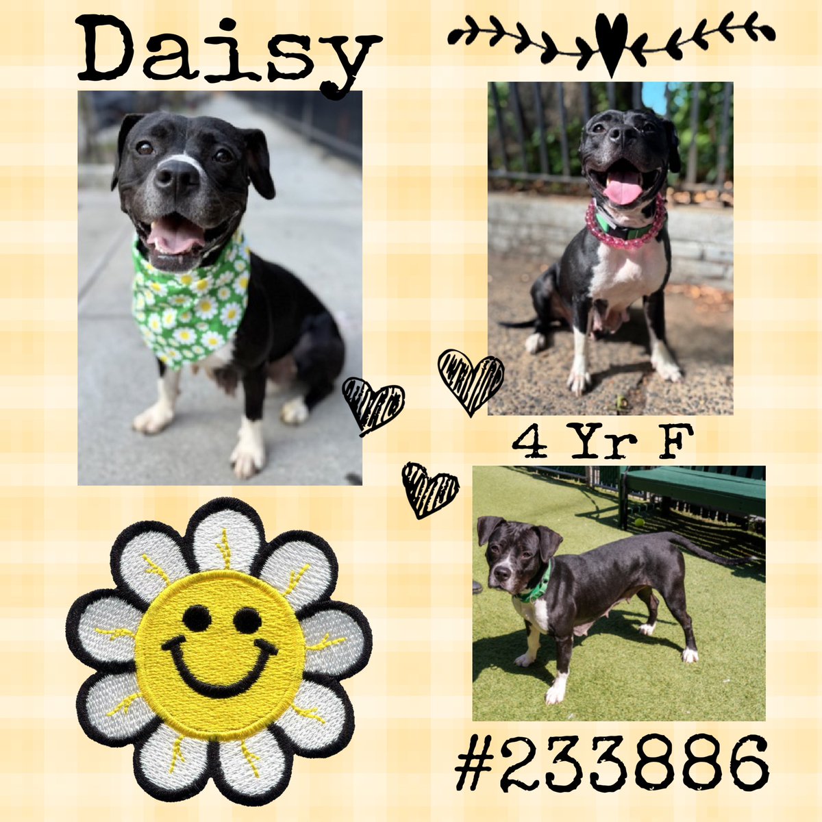 Quinnqueens's tweet image. 🍃🌼🍃 D͙A͙I͙S͙Y͙ 🍃🌼🍃
#233886 #MACC 4 Yr F
Daisy will steal Ur heart within minutes! She likes dress up, toys &amp;amp; of course, treats 🍖 She yearns 4 a loving 🏡 where she has a soft bed, instead of a pop up crate! Medical 🏥 needs #AdoptMe #Foster #Pledge
nycacc.app/browse/233886
