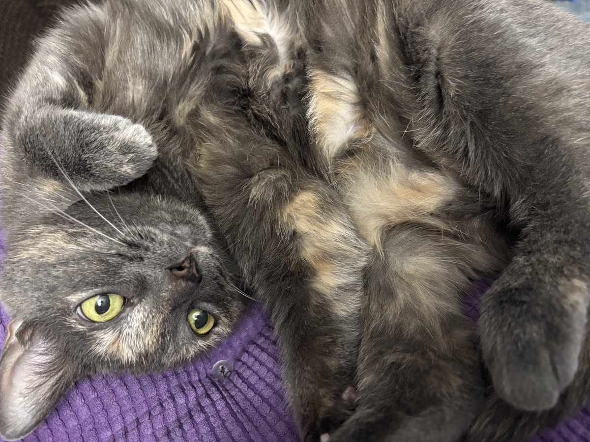 1JoyfulSparrow's tweet photo. It must be nice being our cat... https://t.co/F7Z0ypJZbX