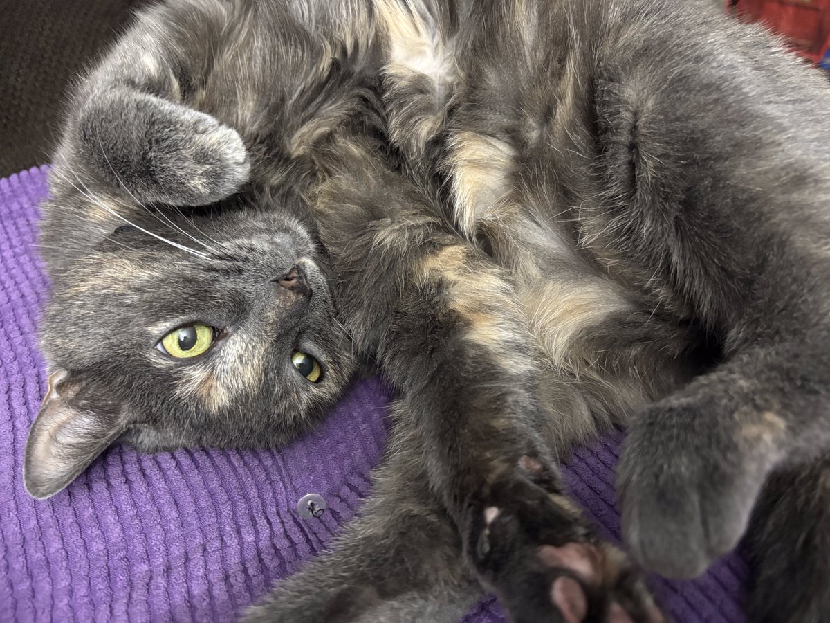 1JoyfulSparrow's tweet photo. It must be nice being our cat... https://t.co/F7Z0ypJZbX