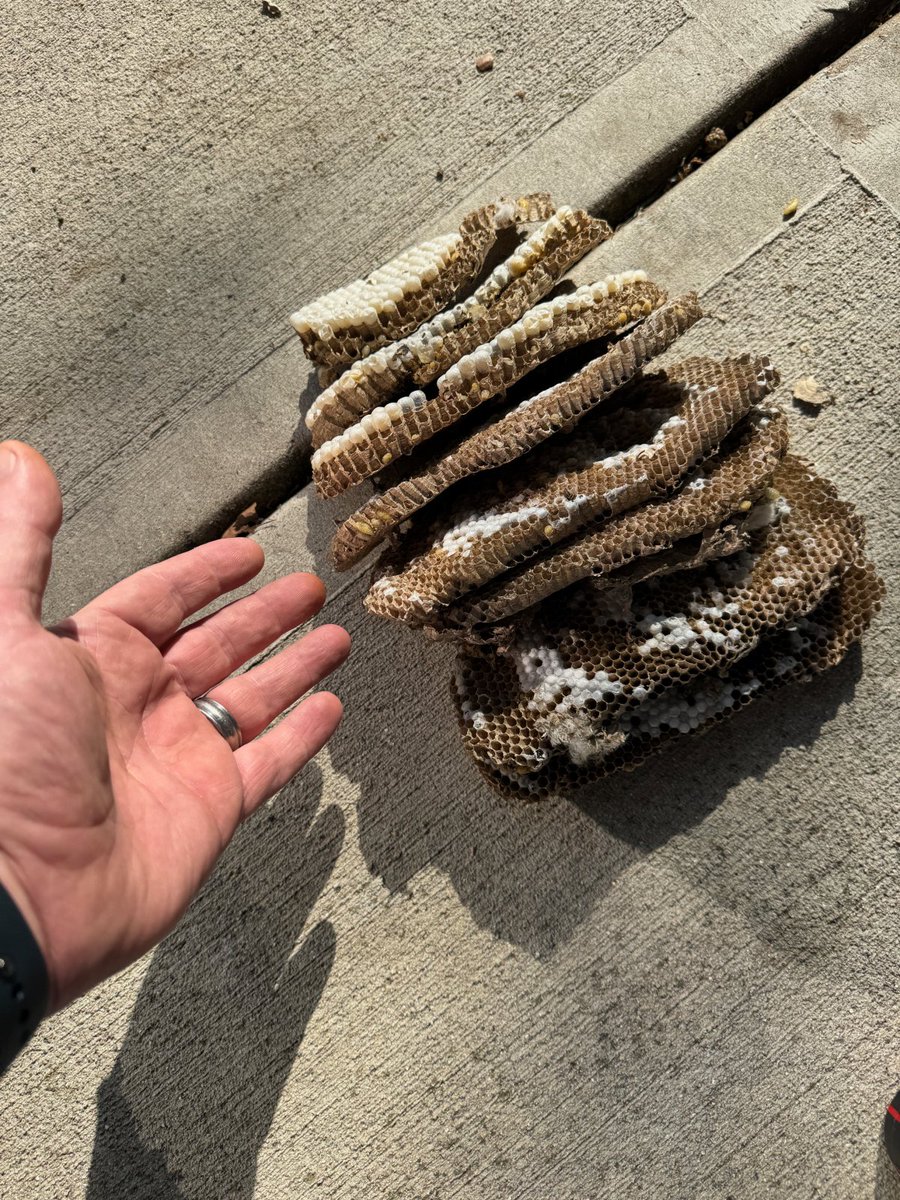 I cut this giant yellow jacket nest out of a customer's wall today.  During late Summer / early Fall, nests can become very large.  The larger the nest, the more aggressive the yellow jackets (I got stung in the left ankle).