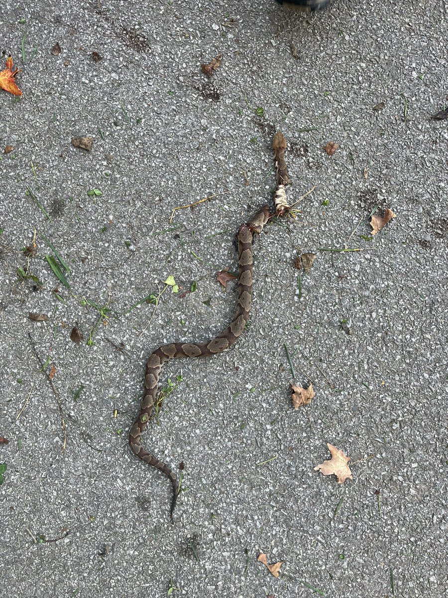 Jacob Thompson tweet media