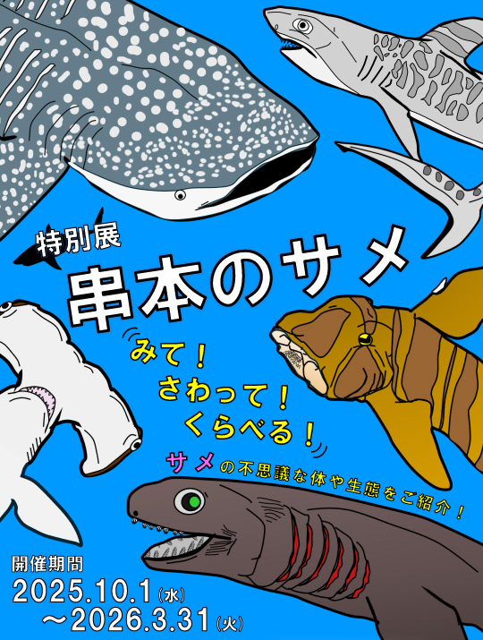 特別展串本のサメをご紹介✨] その① ラブカの液浸標本 古代ザメとして