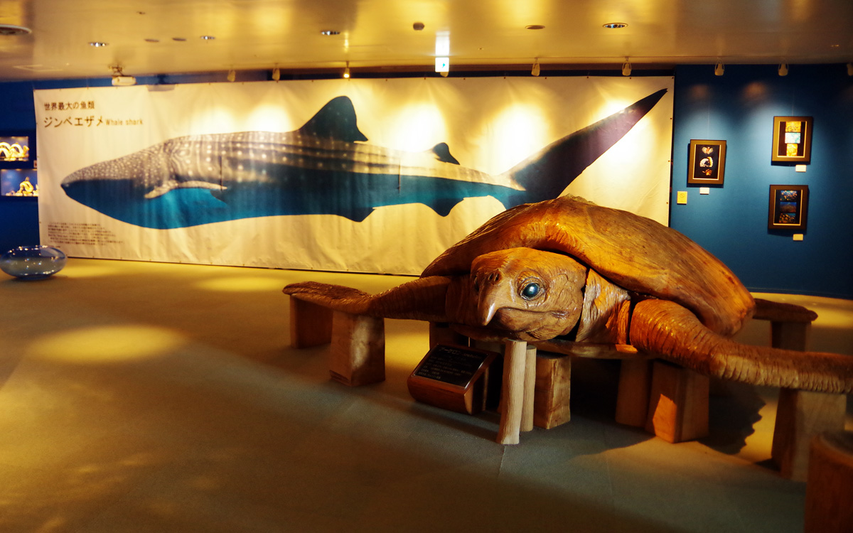 特別展串本のサメをご紹介✨] その① ラブカの液浸標本 古代ザメとして