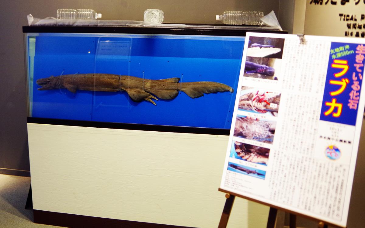 特別展串本のサメをご紹介✨] その① ラブカの液浸標本 古代ザメとして