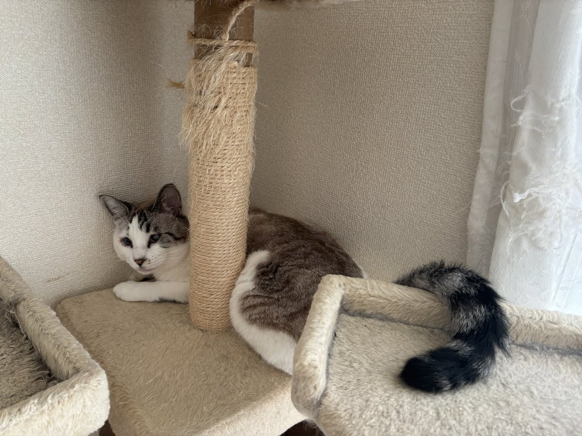 FuFuFu88Fu's tweet image. おはようございますﾆｬﾝ🐱

なんか ……

シッポ♡♡

かわいい&quot;(∩&amp;gt;ω&amp;lt;∩)&quot;♡♡

 #ねこ  #猫  #cat
 #猫かわいい
 #テンちゃん