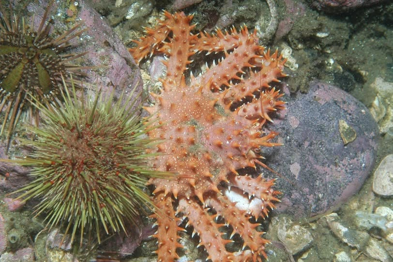 radio ventisqueros tweet media