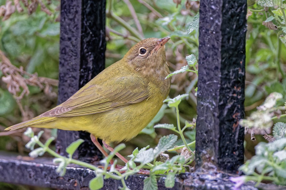 ejbarto1's tweet image. Connecticut Warbler (Oporornis agilis) after work today (29Sept25) at Madison Square Park, NYC. A secretive migrant that breeds in boreal Canada & winters in the Amazon. Known for its bold white eyering & ground-skulking habits. #birdcpp #birdnerd #nikonphotography
