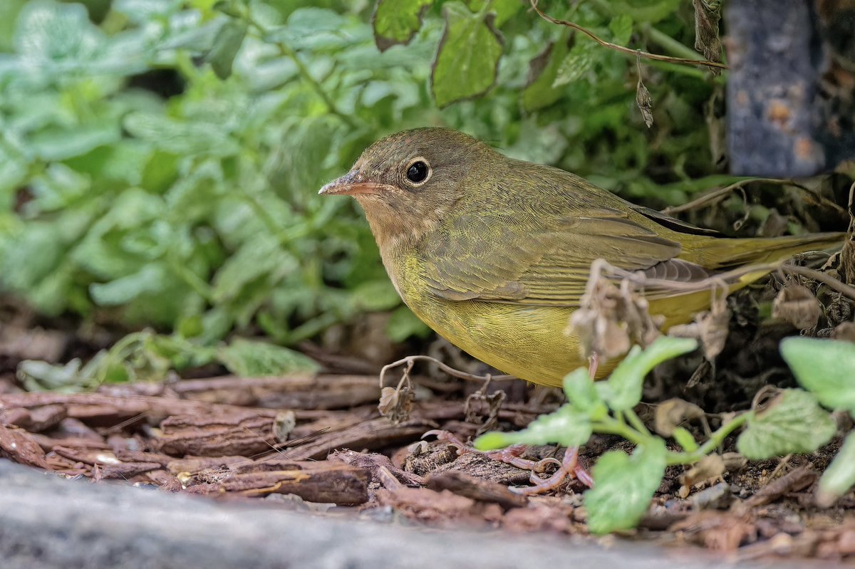 ejbarto1's tweet image. Connecticut Warbler (Oporornis agilis) after work today (29Sept25) at Madison Square Park, NYC. A secretive migrant that breeds in boreal Canada & winters in the Amazon. Known for its bold white eyering & ground-skulking habits. #birdcpp #birdnerd #nikonphotography