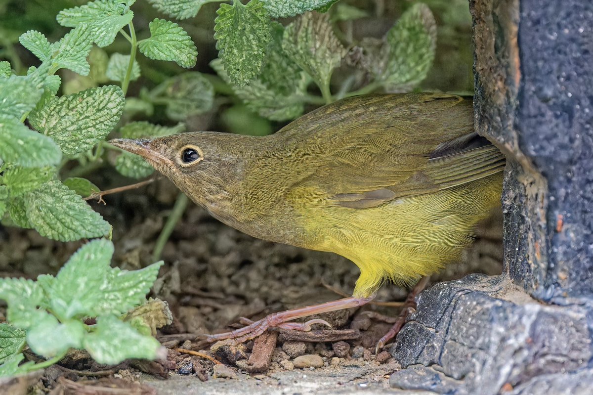 ejbarto1's tweet image. Connecticut Warbler (Oporornis agilis) after work today (29Sept25) at Madison Square Park, NYC. A secretive migrant that breeds in boreal Canada & winters in the Amazon. Known for its bold white eyering & ground-skulking habits. #birdcpp #birdnerd #nikonphotography