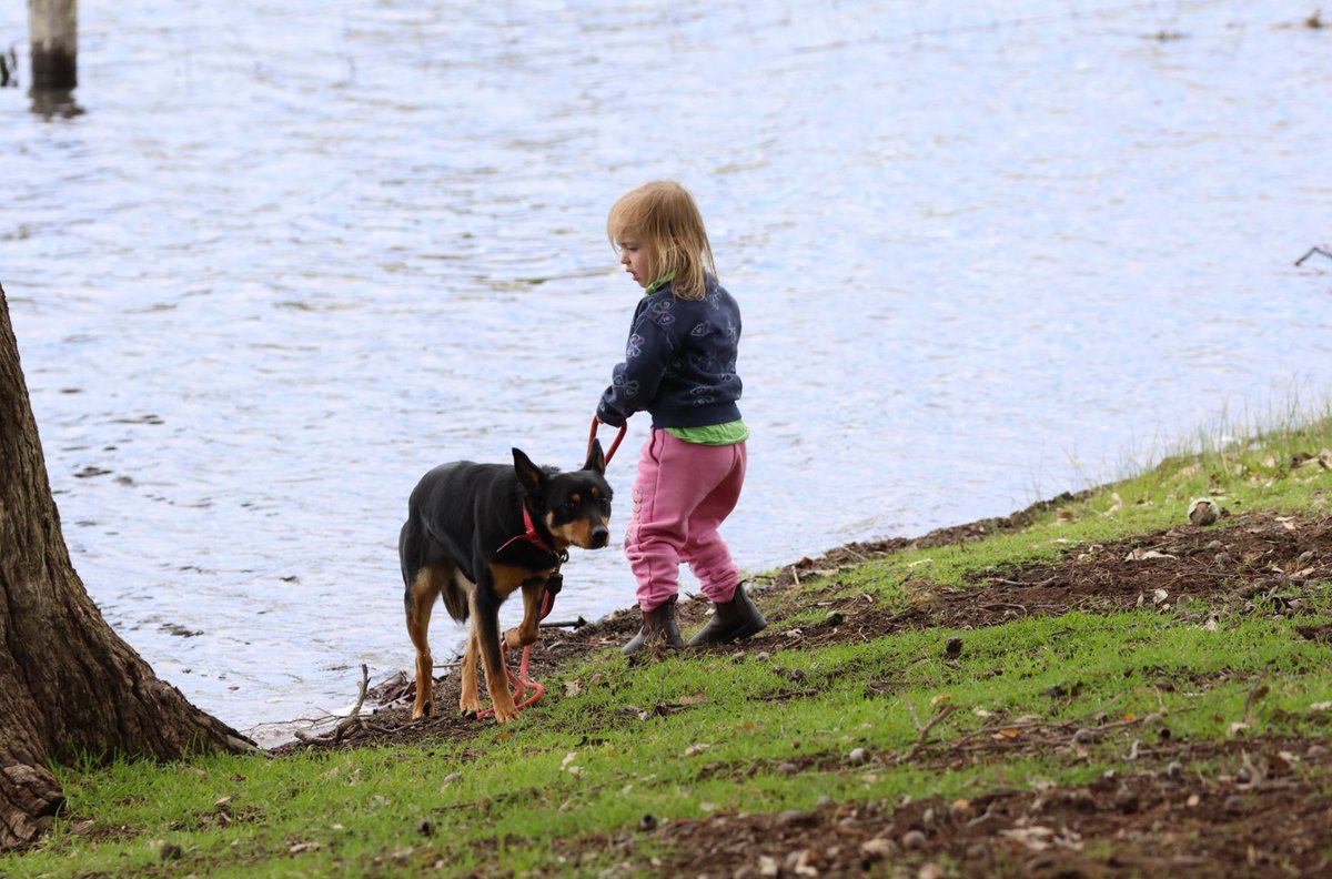 It's almost auction day for the Kelpies for Kids pups! If you're in the market for a new herding companion, this is your chance to be apart of something truly incredible. 

Auction details:
📆 Friday, 3rd October
⌛ 3:30pm
📍 Jim Horwood Pavillio, Perth Royal Show