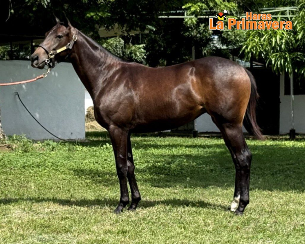 Haras La Primavera🇻🇪🏆 tweet media