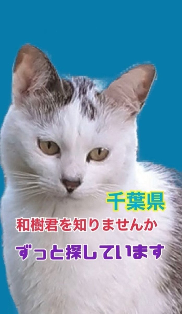 DSB8coSDfuHJv28's tweet photo. 見かけたら追いかけずにご連絡をお願いします。

可能でしたら小さくても後ろ姿でも写真を撮っていただけると助かります。
#迷い猫 #迷子猫 #キジトラ白 #猫
#キジ白 #キジシロ #保護 #ねこ
#千葉県 #千葉 #市原市 #市原
#犬成 #喜多 #湿津 #長柄町 #長柄　 
ペットのきもち▶️
https://t.co/7PfmhAUA2r https://t.co/MbDOsvRq7x