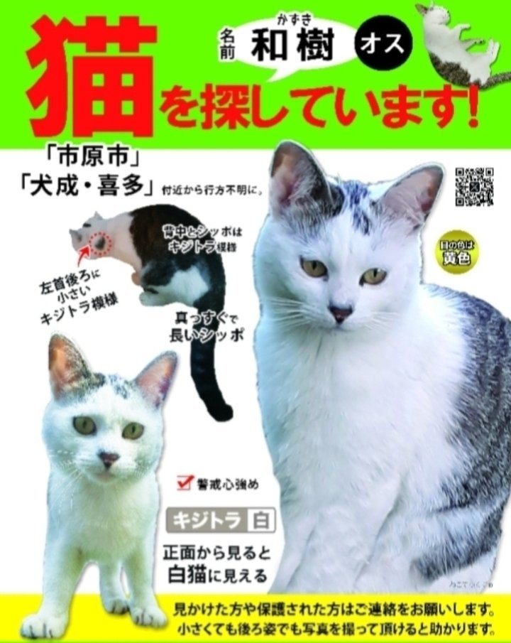 DSB8coSDfuHJv28's tweet photo. 見かけたら追いかけずにご連絡をお願いします。

可能でしたら小さくても後ろ姿でも写真を撮っていただけると助かります。
#迷い猫 #迷子猫 #キジトラ白 #猫
#キジ白 #キジシロ #保護 #ねこ
#千葉県 #千葉 #市原市 #市原
#犬成 #喜多 #湿津 #長柄町 #長柄　 
ペットのきもち▶️
https://t.co/7PfmhAUA2r https://t.co/MbDOsvRq7x