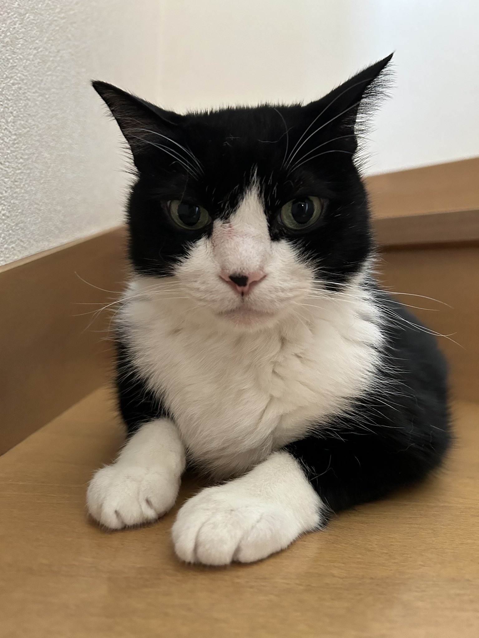 猫のさだはる on X: 