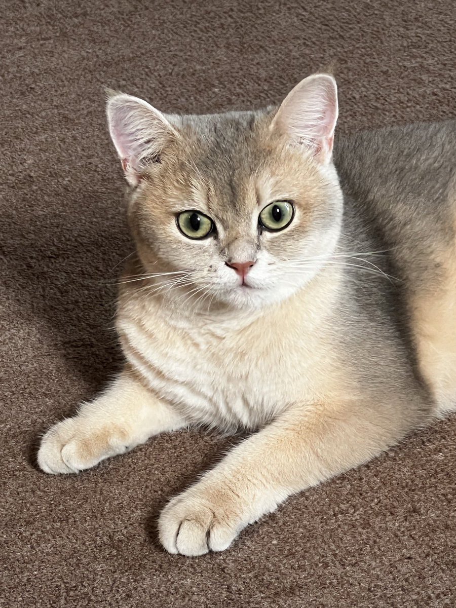 ネコ好き Amazon | おもしろ 猫好き 猫飼い 猫 ネコ ねこ 黒猫 くろねこ