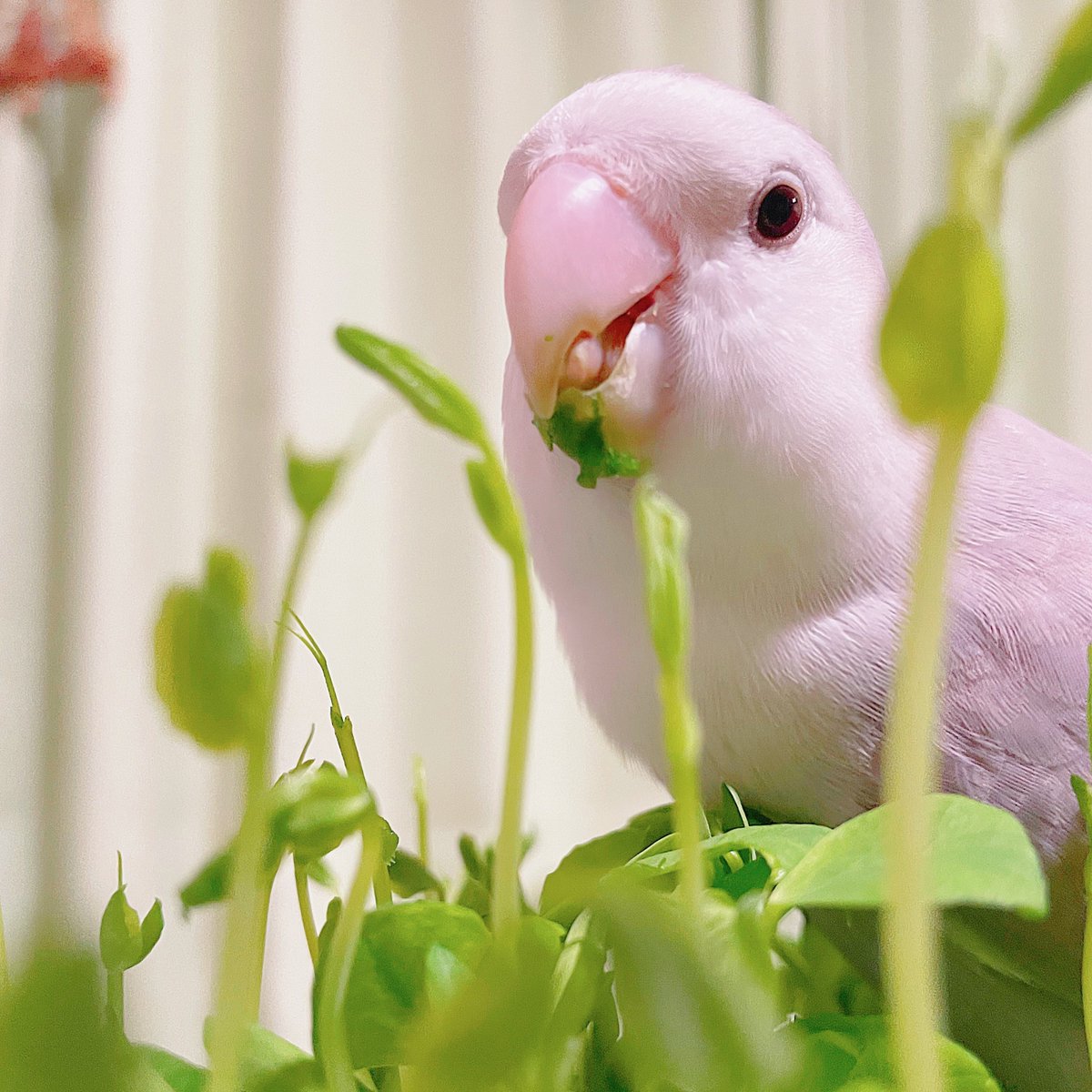今日の「カバー小鳥」は、ゆめちゃん（コザクラインコ）です。“食欲の秋”到来！ たくさん食べていつまでも元気でいてね🍚   
#コザクラインコ  
kotoribu.com
