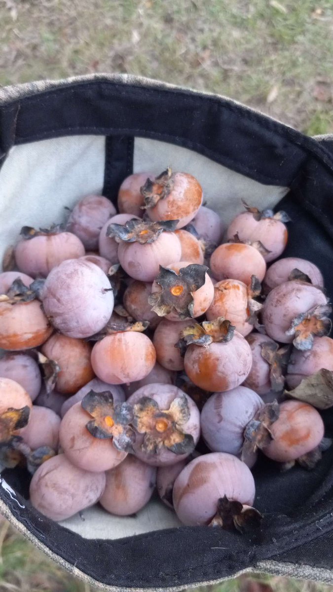 jukebarks's tweet image. Sorry I'm not super active on here anymore I'm busy and tired and I post Some personalish things on bluesky now (chubchow) here are some persimmons