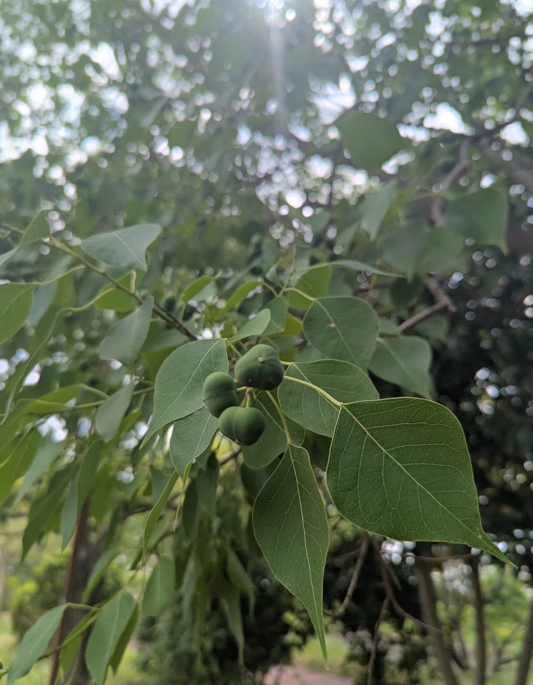 月が注ぐ花⊰❀様ご確認用 🌿yayuyoke🌿 on X: 