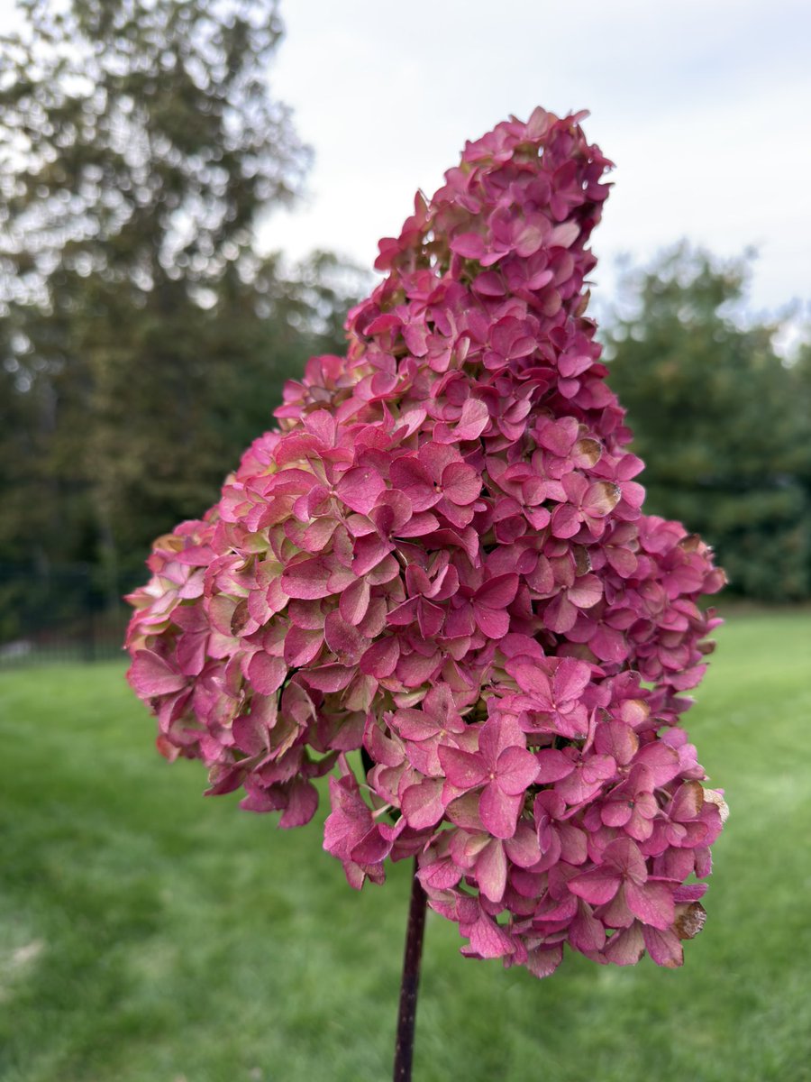 Our hydrangea plants this year were thriving.