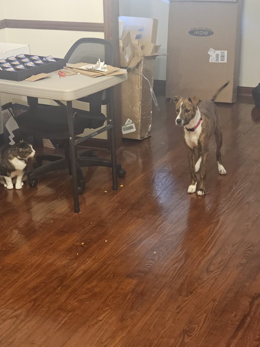 RedShadowWolf08's tweet photo. Just posting my pets again :p https://t.co/wjNuqc1cNf