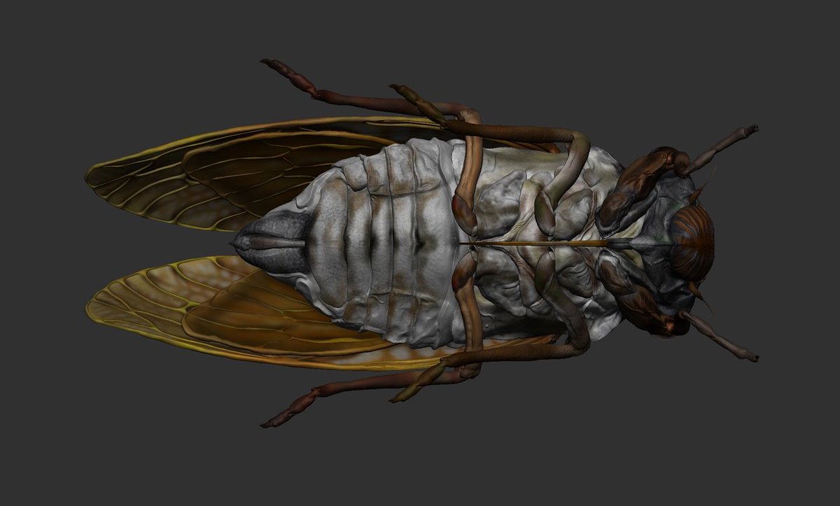 Friedshrimp0422's tweet photo. zbrush始めて約半年
セミのモデリング
お腹あたりだいぶ気に入ってます
 #zbrush https://t.co/C3xRsVw18H