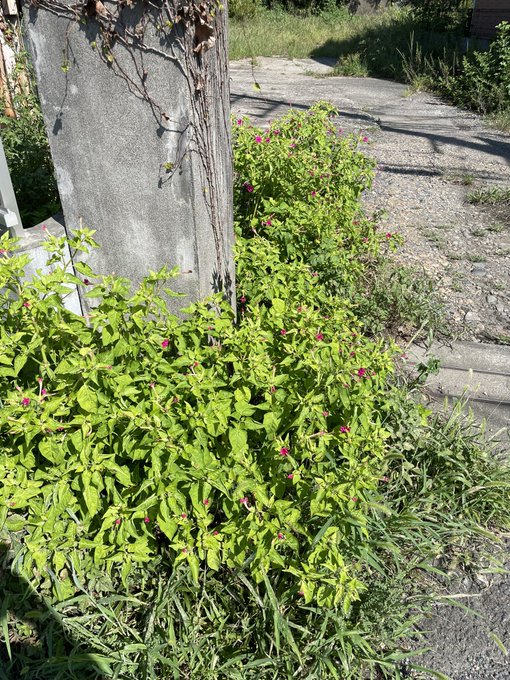家の堀に湧く雑草掃除
茎が柔らかいけどしつこくて繁殖あるやつ
除草剤も撒いといたけど茎の太さしぶとさから効かなそう
散歩の途中で撮った写真だがこんなやつ
朝顔みたいな花を咲かす 