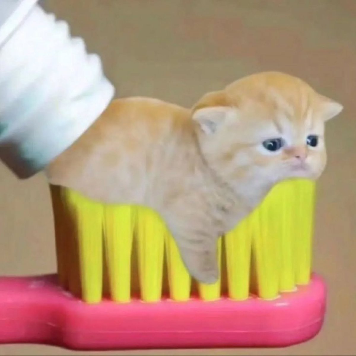Punch Cat (@punchingcat) on Twitter photo 
