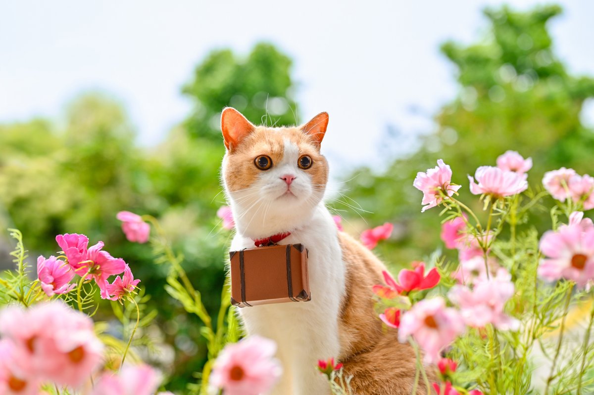 にゃ ※プロフ必読 にゃ ※プロフ必読 なにゃ【プロフ必読】 様 専用ページ - メルカリ