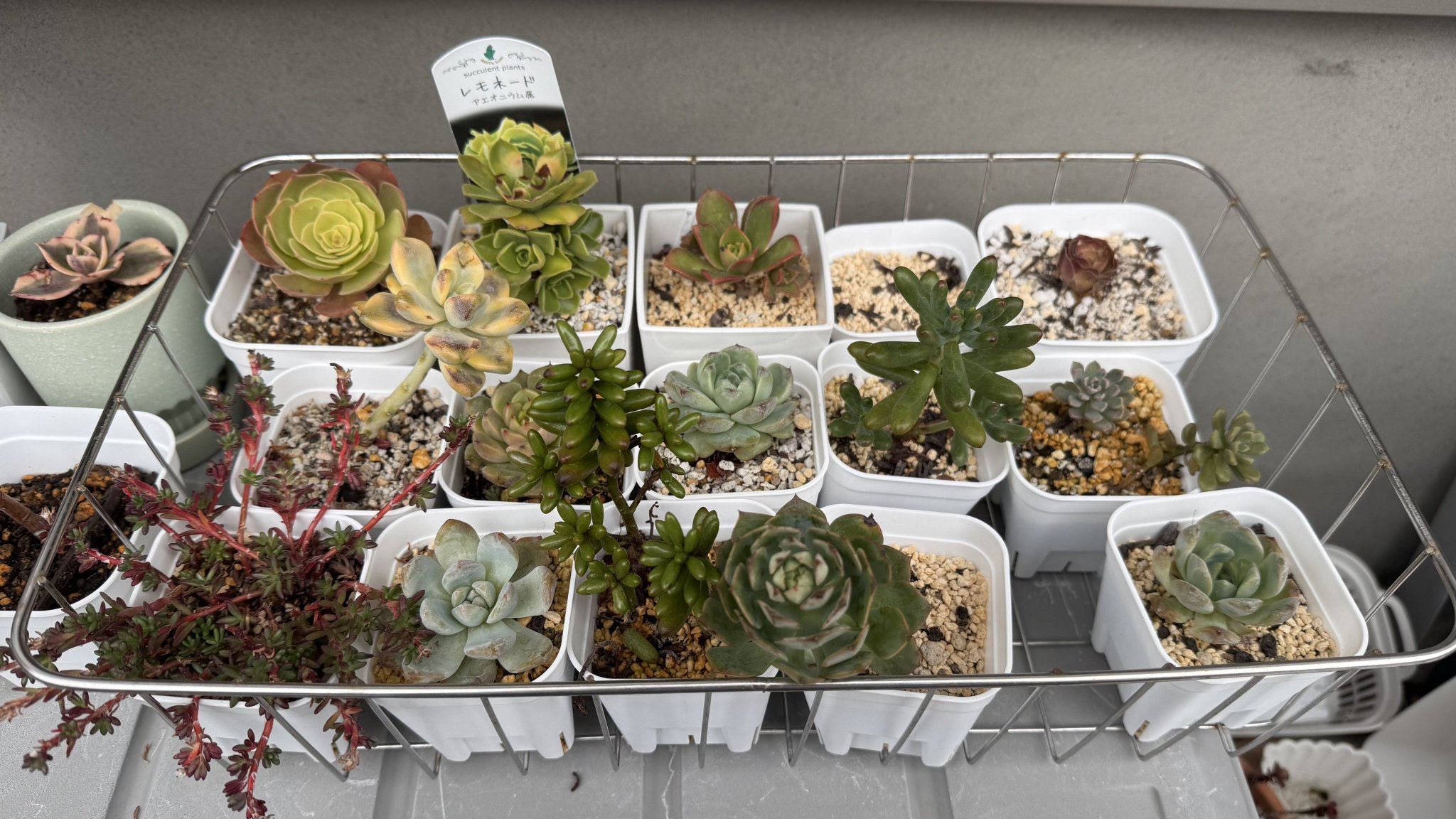 その他多肉植物 Cranky その他多肉植物 Cranky cranky ぶっつぶつのぶっつぶつ 超
